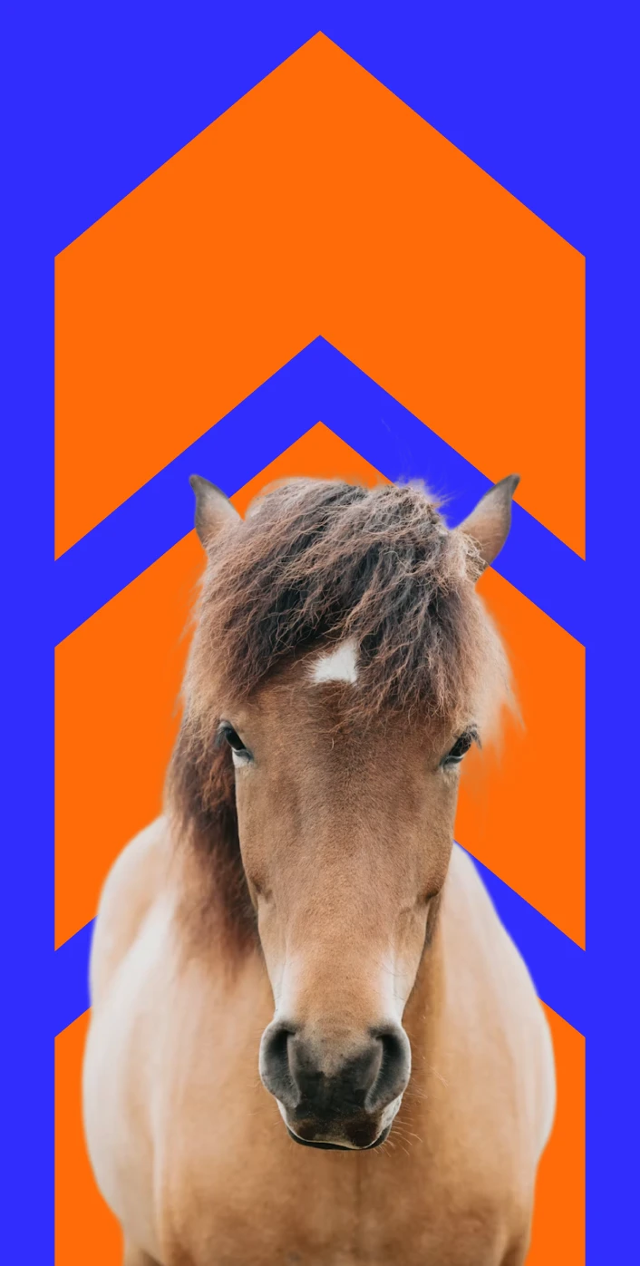 WILD374 brand identity, mobile screen 3 of 5