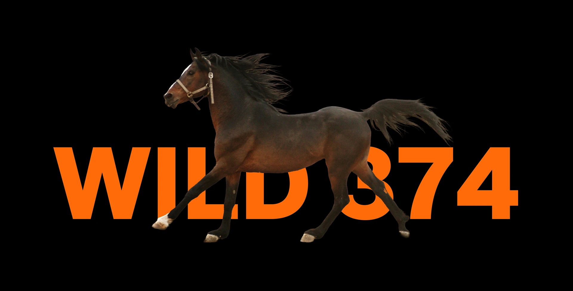 WILD374 brand identity, presentation 17
